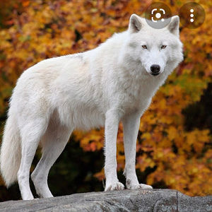 Meet your Posher, Abdul